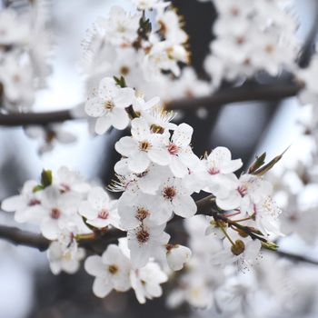 春季有选择性地重点盛开着令人惊叹的白色樱花