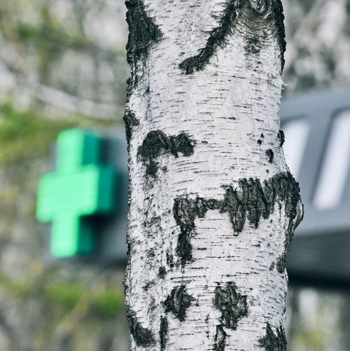 Free stock photo of birch, birch tree, pharmacy Stock Photo