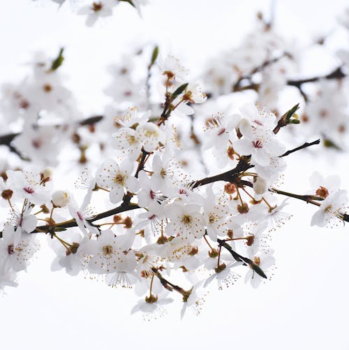 Gratis arkivbilde med blomster, fjær, hvit