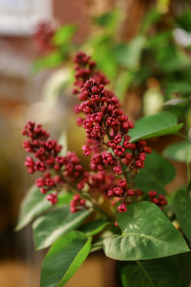 Close-up Of Smooth Sumac