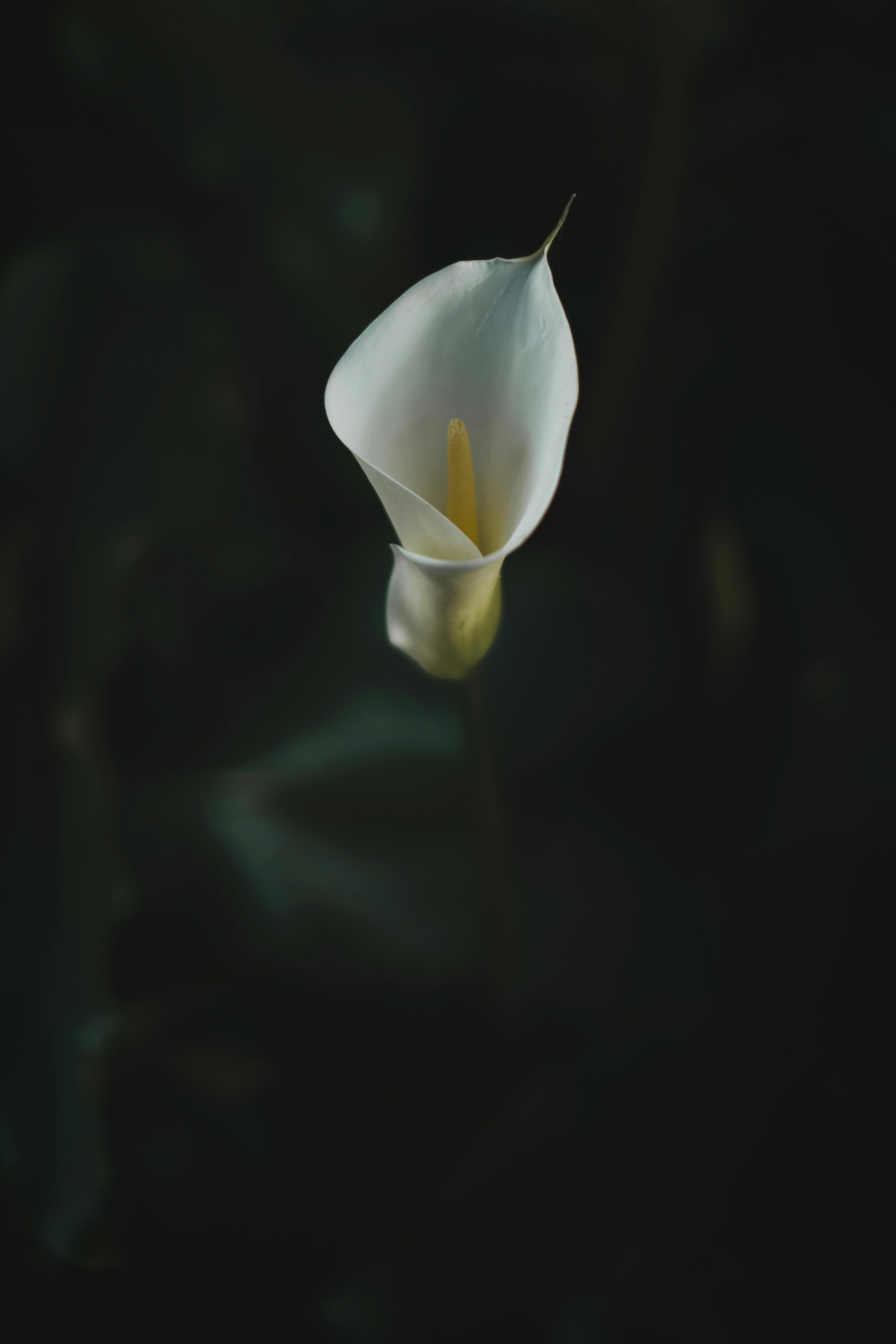 White Flower in Black Background · Free Stock Photo