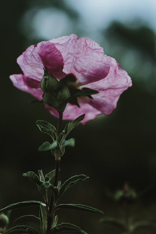 Foto profissional grátis de ao ar livre, aumento, cor-de-rosa