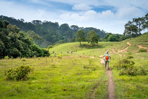 Tourists walking along footpath in green national park