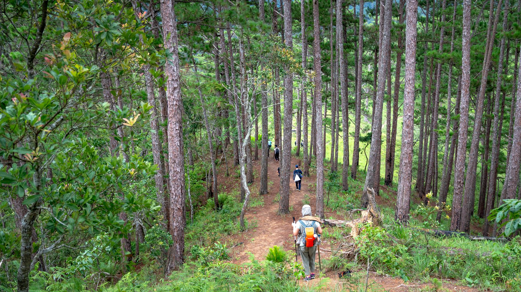 Back view of anonymous people with backpacks going down on slope of hill covered with forest during hike in mountain ter