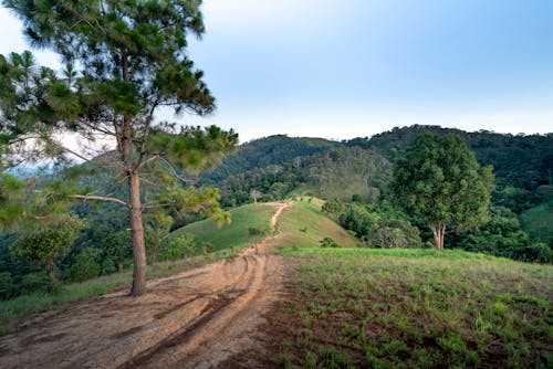 Free Picturesque scenery of empty rural road on hilltop surrounded by green trees against cloudless blue sky Stock Photo