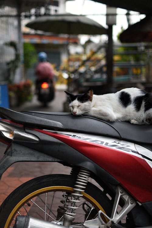 A Car Sleeping on a Motorcycle Seat