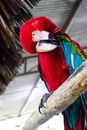 From below of adorable red and green macaw with colorful plumage sitting on tree branch and plucking feathers