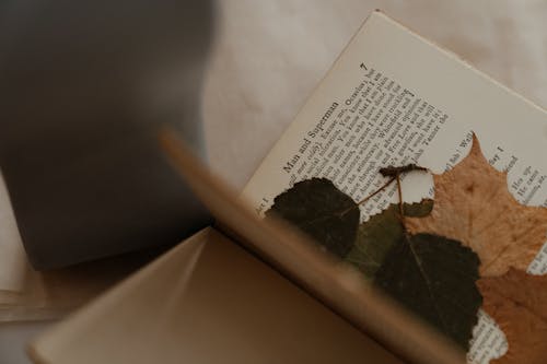 Δωρεάν στοκ φωτογραφιών με exsiccatae, αποξηραμένο φύλλο, βιβλίο
