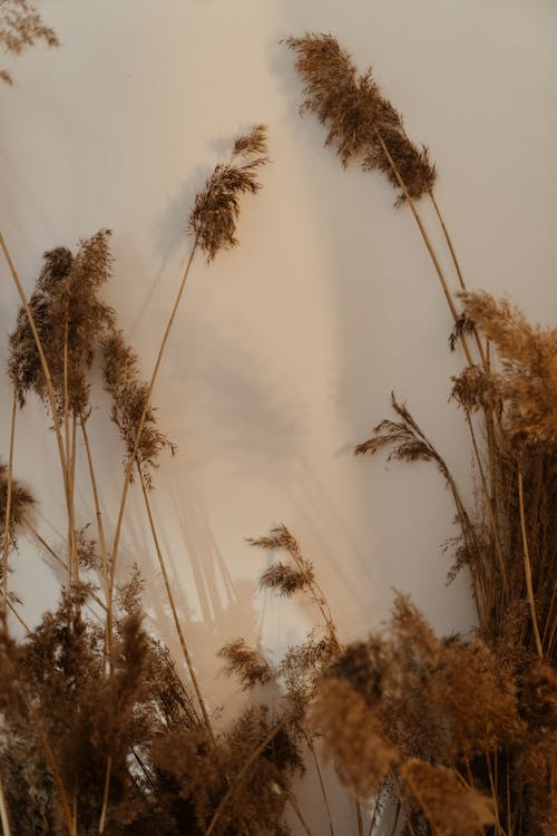 Brown Wheat Field