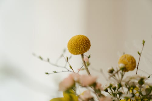 Yellow Round Fruit on Tree Branch