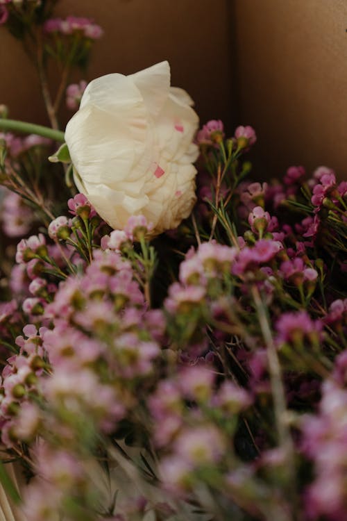 White Flower on Purple Flower