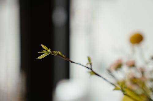 Yellow Flower in Tilt Shift Lens