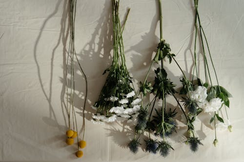 Gratuit Photos gratuites de asclépiade, belle fleur, bouquet Photos