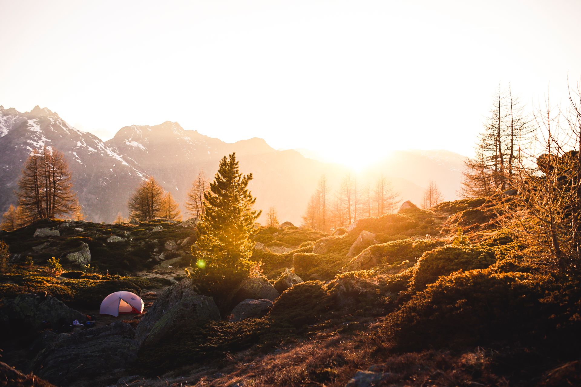 Tent Near Tree