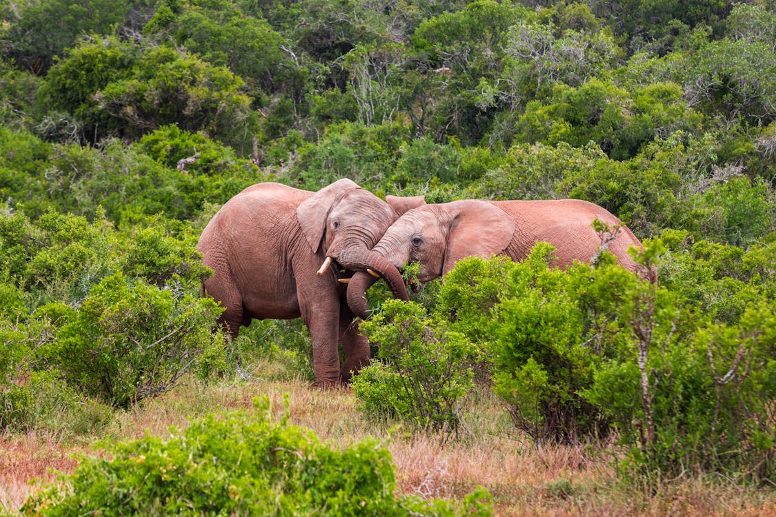 Free stock photo of afrikaanse olifant, knuffelen, olifanten