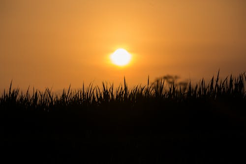 Free stock photo of gevormde silhouetten, gras, mooie zonsondergang