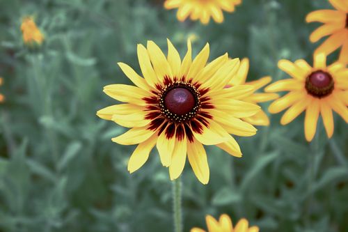 Free Close-up of vibrant yellow wildflower with green background captured outdoors in Austin, Texas. Stock Photo