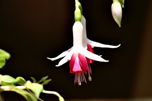 Macro Shot of a White and Red Fuchsia