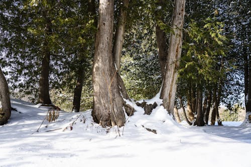 Foto profissional grátis de árvores, inverno, neve