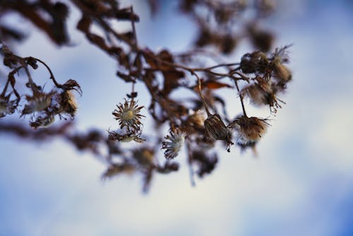 Free stock photo of branch, dry, flower