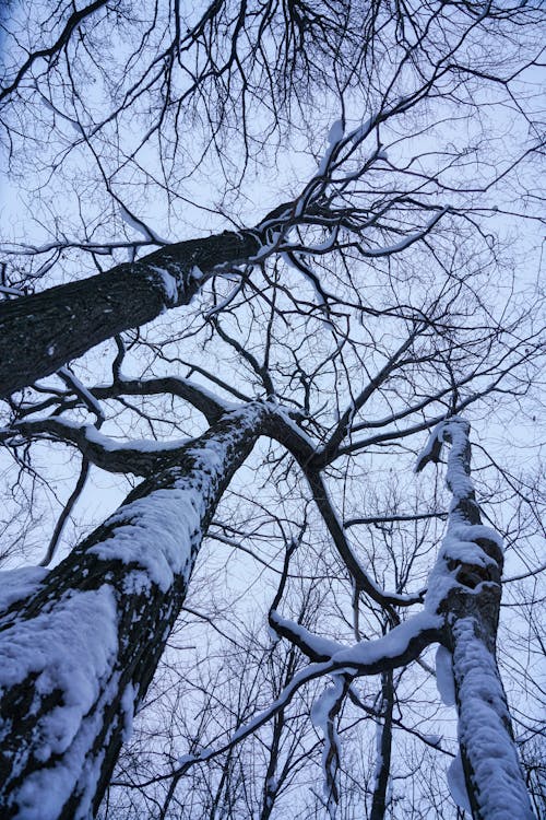 Free stock photo of branches, sky, snow
