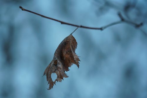Free stock photo of branch, cold, dry