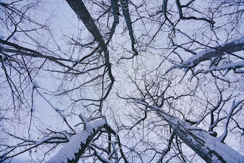 Free stock photo of branches, sky, snow