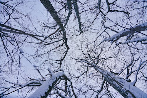 Foto profissional grátis de árvores, céu, filiais