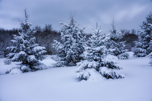 Free stock photo of cloudy, pines, snow
