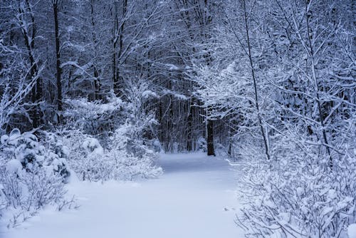 Free stock photo of forst, path, snow