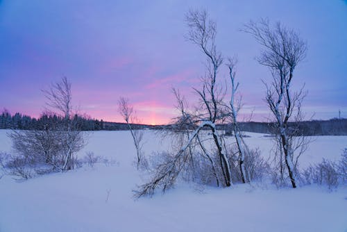 Foto profissional grátis de árvores, céu bonito, nascer do sol