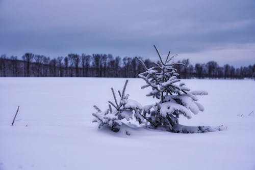 Free stock photo of pines, snow, trees