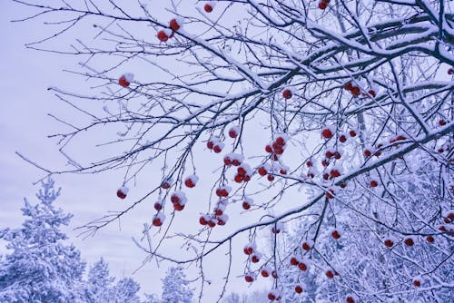 Free stock photo of apples, branches, snow