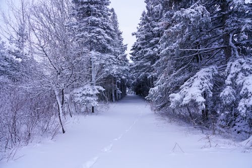 Free stock photo of foot path, path, snow