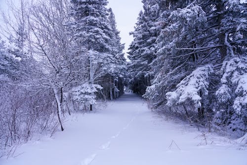 Foto profissional grátis de árvores, calçada, caminho