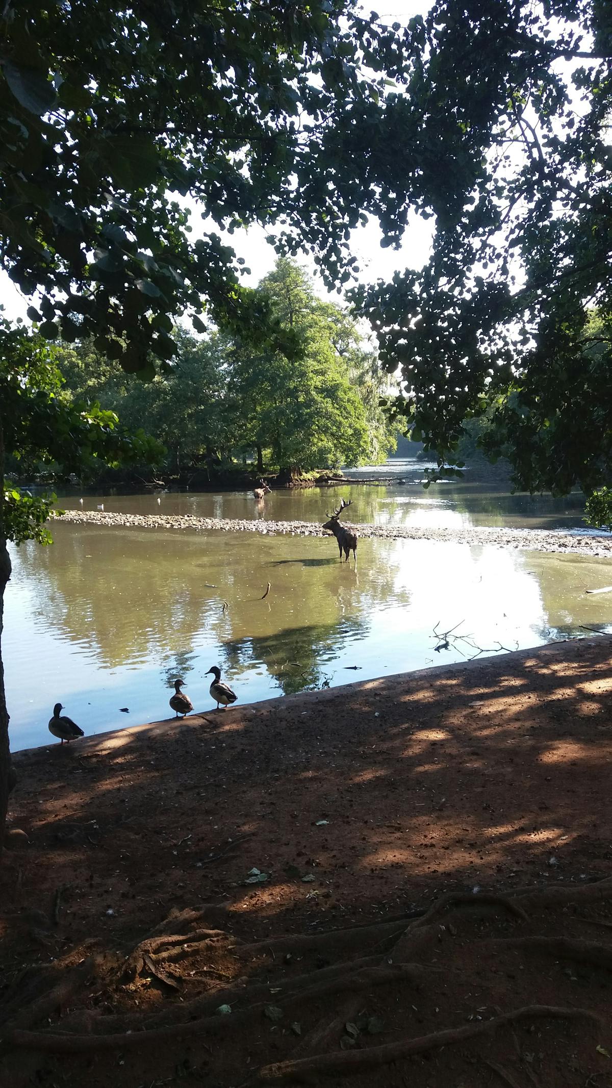 Person adjusting window blinds to block sunlight and heat