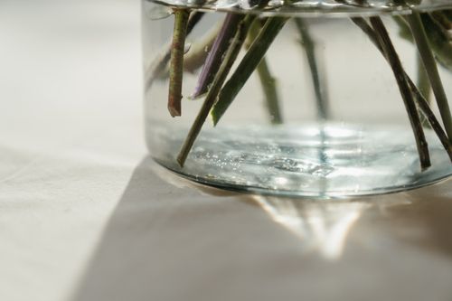 Free Plant stems submerged in a glass vase under sunlight, casting soft shadows. Stock Photo