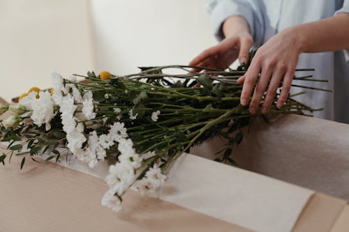 Person Holding Green and White Plant