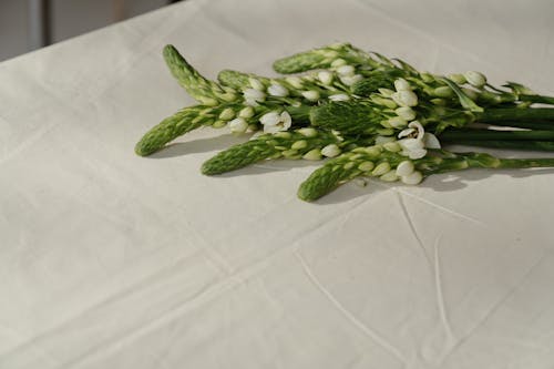 꽃, 꽃 식물, 꽃무늬의 무료 스톡 사진
