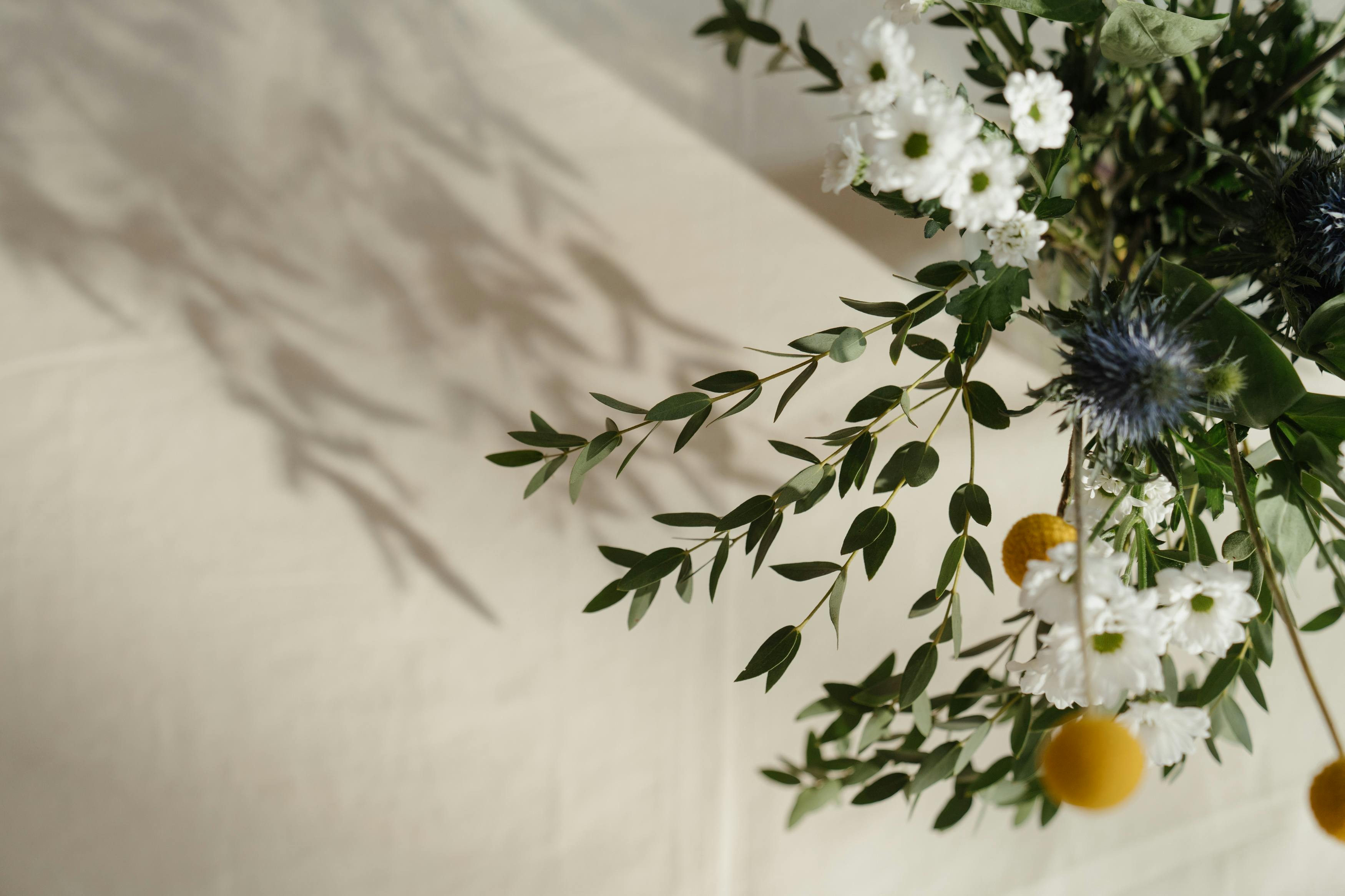 这束美丽的花以白雏菊、蓝蓟、桉树叶和凤尾鱼为特色