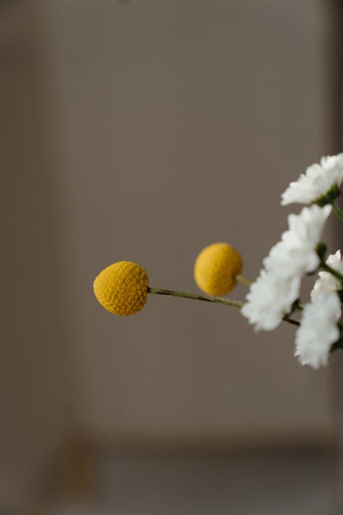 White Flower With Yellow Round Fruits