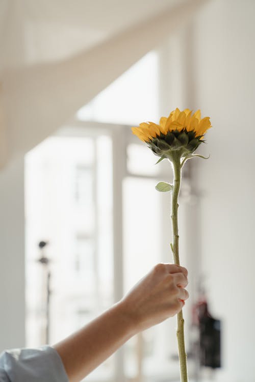 Person Holding Yellow Flower in Close Up Photography