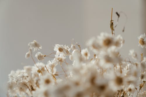 White Dandelion in Close Up Photography