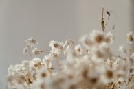 精致的白色洋菊花在柔和光线下宁静绽放，展现出自然的优雅