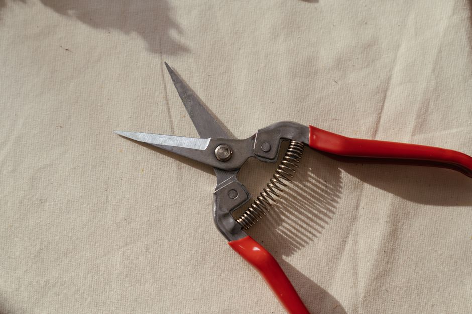 Red-handled bypass pruning shears on a wooden surface — tools for pruning hazelnut trees in Surrey BC