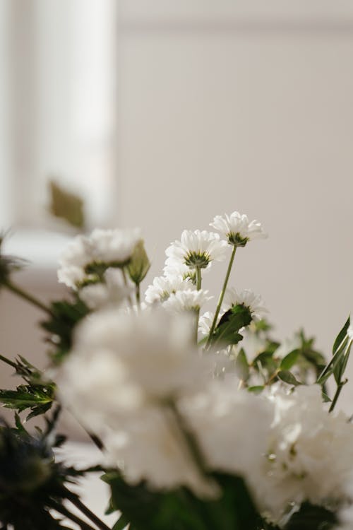 White Flowers With Green Leaves