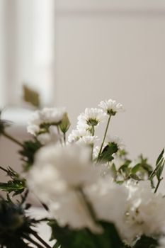 白色菊花的宁静特写，以柔焦效果呈现自然之美