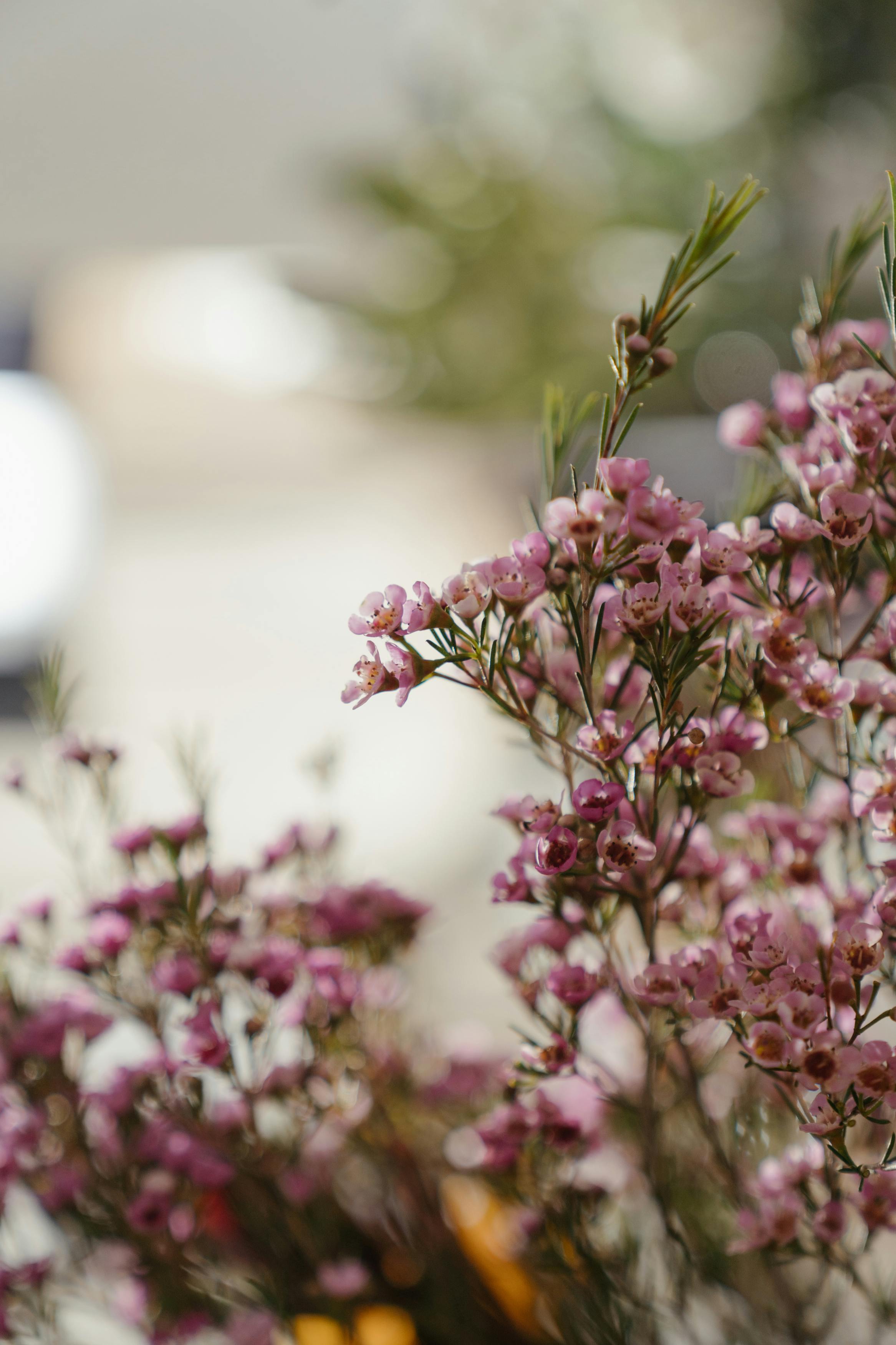 Delicate white and pink flowers heaped together · Free Stock Photo