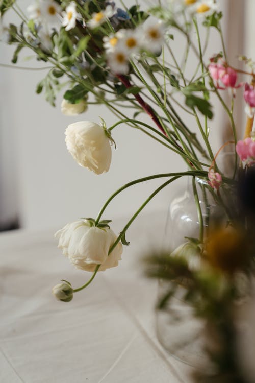 무료 금낭화 spectabilis, 꽃, 꽃 식물의 무료 스톡 사진