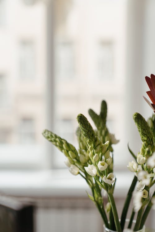 Free Green Plant With Red Flower Stock Photo